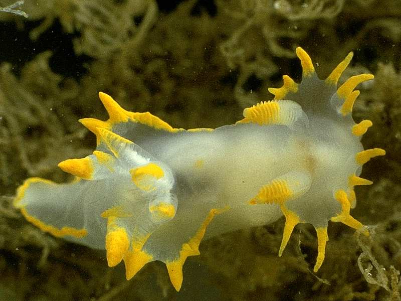 Polycera faeroensis